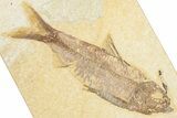 Detailed Fossil Fish (Knightia) - Wyoming #357552-1
